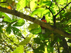 Trogon bairdii