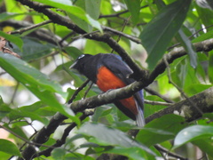 Trogon bairdii
