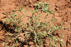 Portulaca filifolia