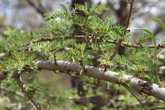 Archidendropsis basaltica