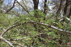 Archidendropsis basaltica