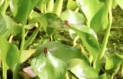 Rhodopygia hinei