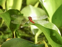 Rhodopygia hinei