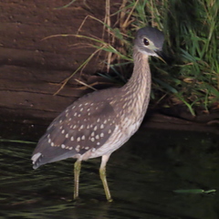 Gorsachius leuconotus