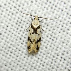 Sympoecila