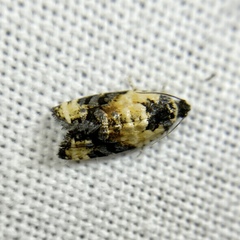 Asthenoptycha iriodes