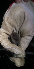 Myotis chiloensis