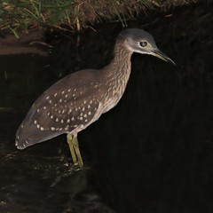 Gorsachius leuconotus