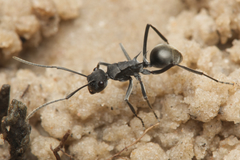 Polyrhachis sokolova