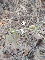 Carlowrightia