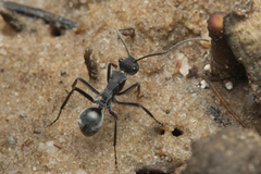 Polyrhachis sokolova