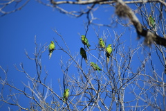 Psittacara holochlorus