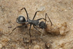 Polyrhachis sokolova