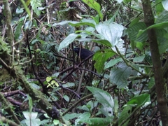 Hafferia zeledoni