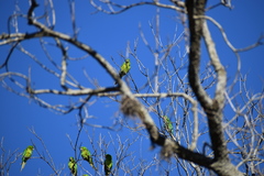 Psittacara holochlorus