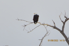 Haliaeetus leucocephalus