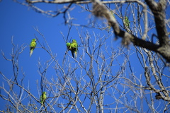 Psittacara holochlorus