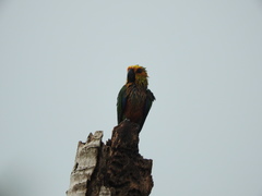 Aratinga auricapillus