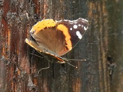 Vanessa atalanta