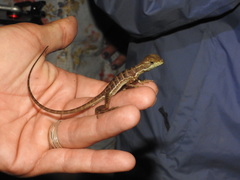 Basiliscus galeritus