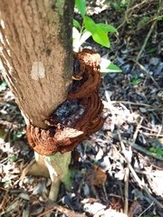 Phylloporia