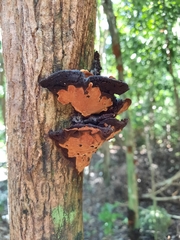 Phylloporia