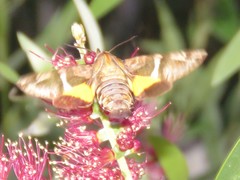 Macroglossum rectans