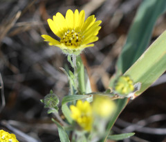 Hemizonia congesta lutescens