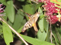 Macroglossum rectans