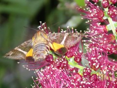 Macroglossum rectans