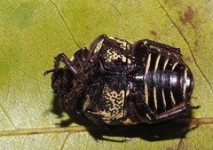 Gymnetis stellata