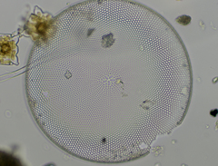 Coscinodiscaceae