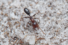 Melophorus pelecygnathus
