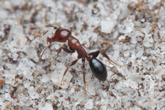 Melophorus pelecygnathus