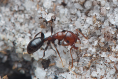 Melophorus pelecygnathus