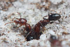 Melophorus pelecygnathus