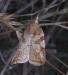 Sparganothis senecionana