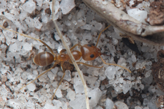 Iridomyrmex pallidus