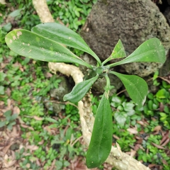 Brunfelsia uniflora