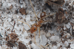 Iridomyrmex pallidus