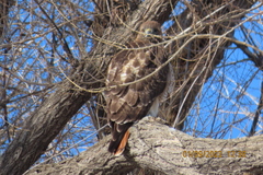 Buteo jamaicensis