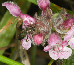 Stachys rigida
