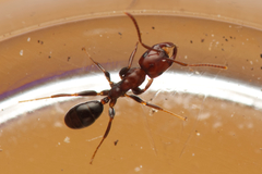 Melophorus pelecygnathus