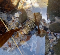 Diopatra dentata