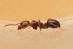Melophorus pelecygnathus