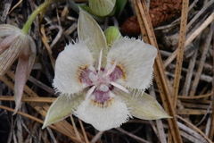 Calochortus westonii