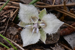Calochortus westonii