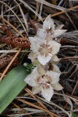 Calochortus westonii