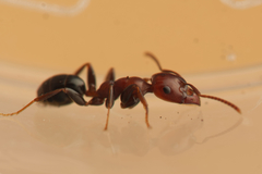 Melophorus pelecygnathus