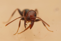 Melophorus pelecygnathus